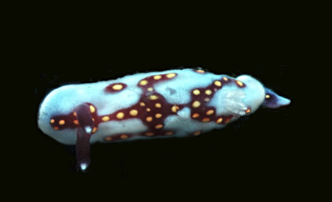 Chromodoris ruzafai